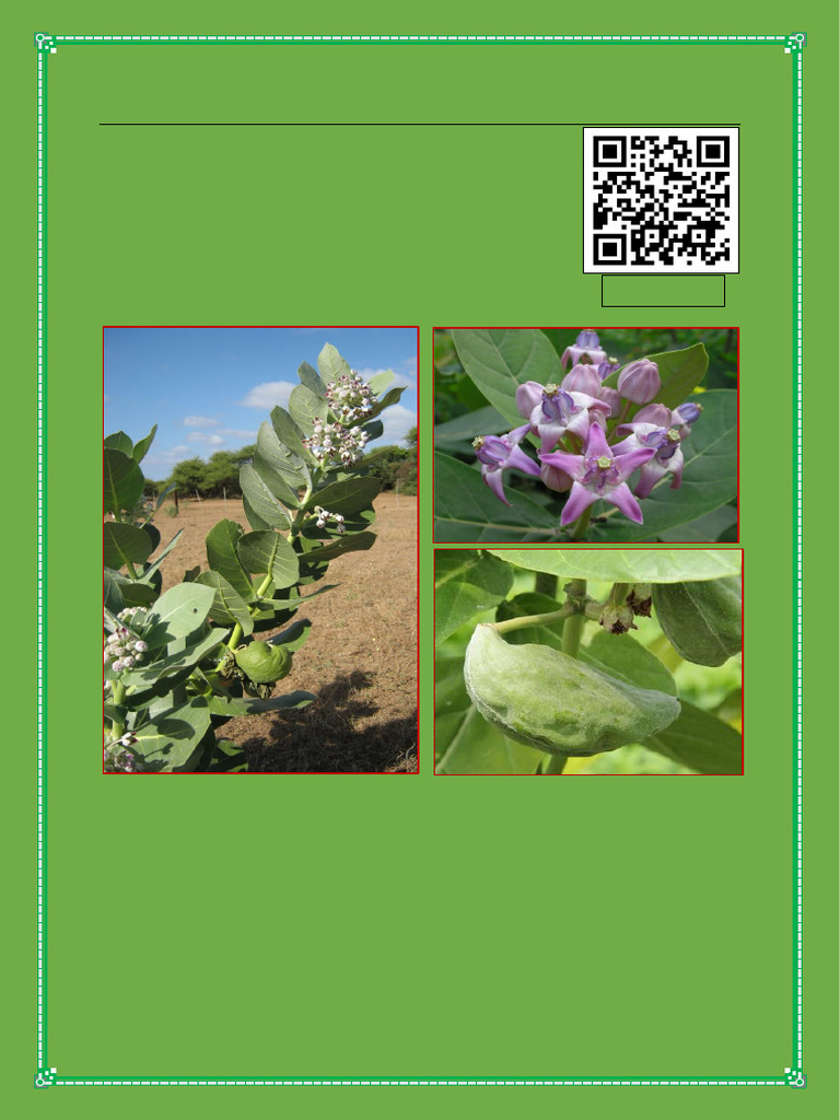 Calotropis Procera | PDF