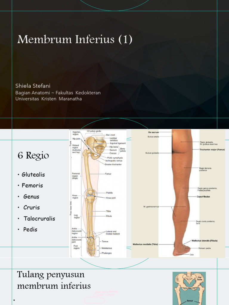 Anatomi Membrum Inferius Manusia | PDF