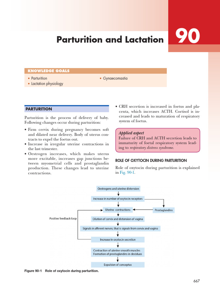 Parturition and Lactation Overview | PDF | Breastfeeding | Lactation
