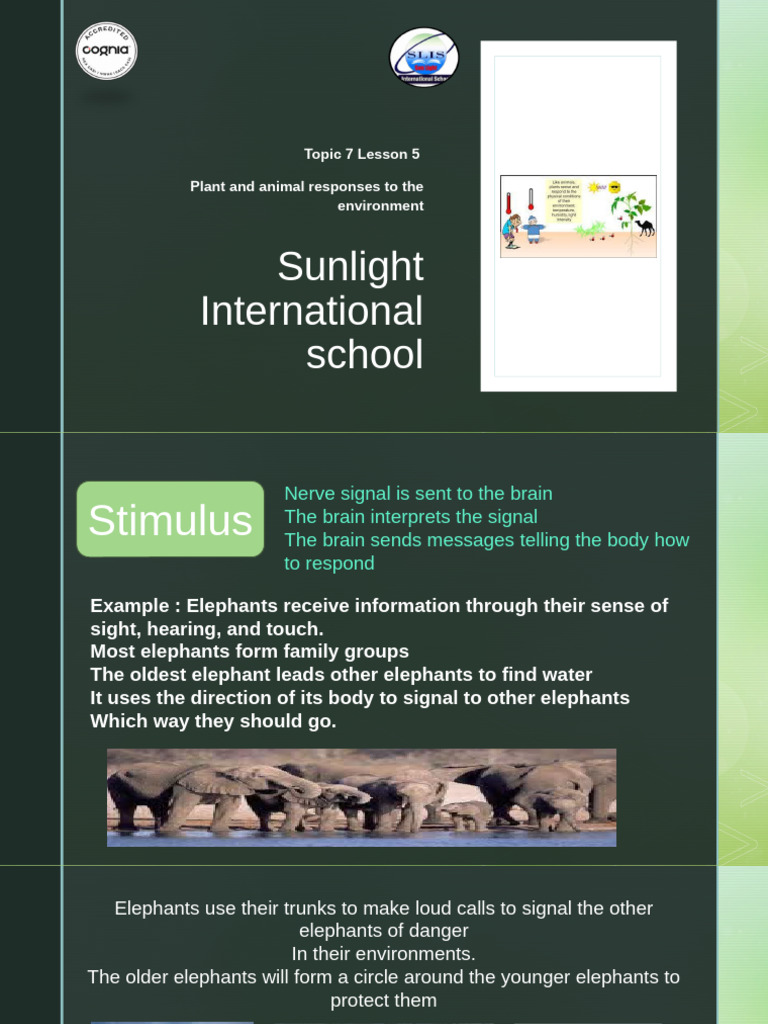 Animal and Plant Responses to Environment | PDF | Elephant | Senses