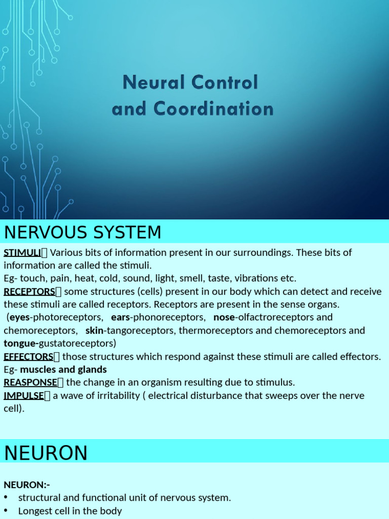 Overview of the Nervous System Functions | PDF | Neuron | Cerebrum