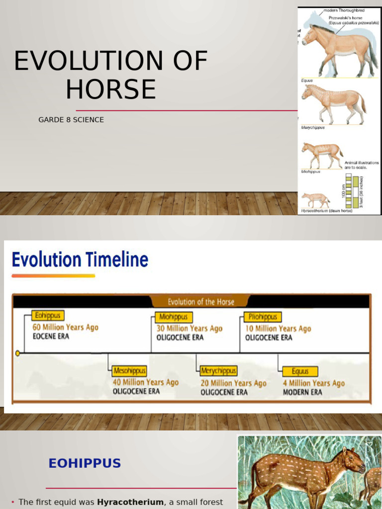 Evolution of Horses: From Eohippus to Equus | PDF | Equus (Genus) | Horses