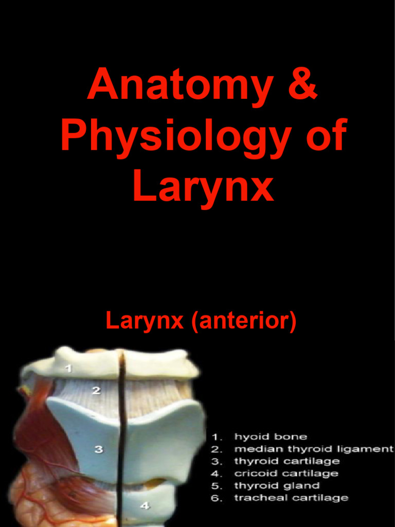 Larynx Anatomy and Physiology Guide | PDF | Larynx | Human Voice