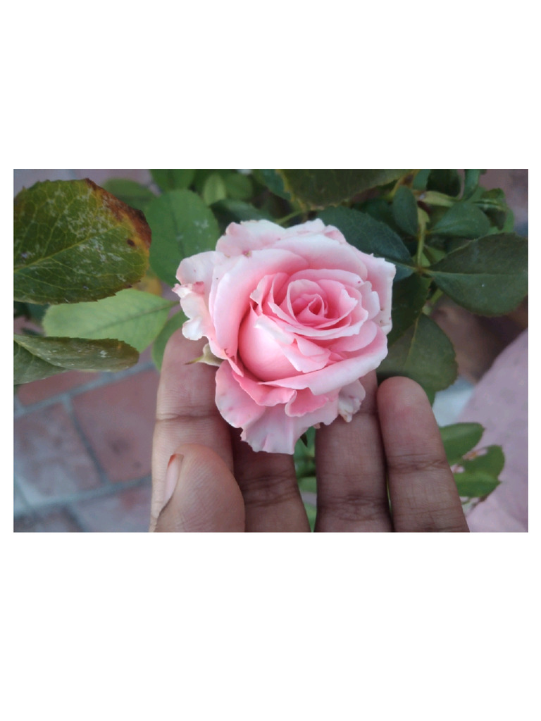 Light Pinkie Rose PDF | PDF