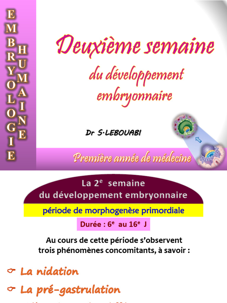 Développement embryonnaire : 2e semaine | PDF | Embryon | Cycle menstruel