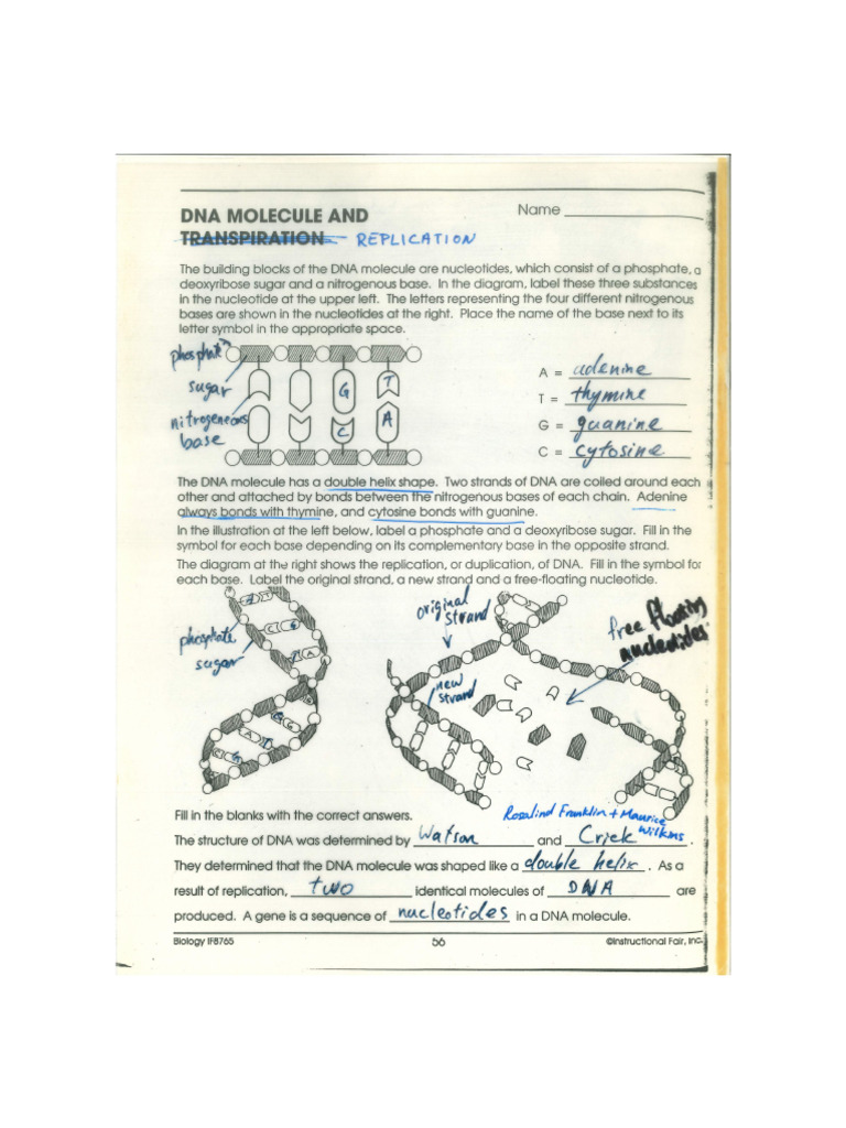 Dna Replication Answers | PDF