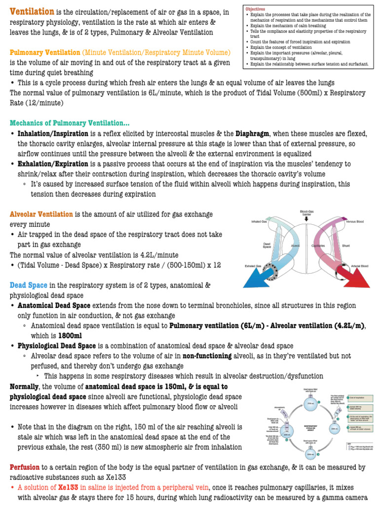 Understanding Pulmonary and Alveolar Ventilation | PDF | Respiratory ...