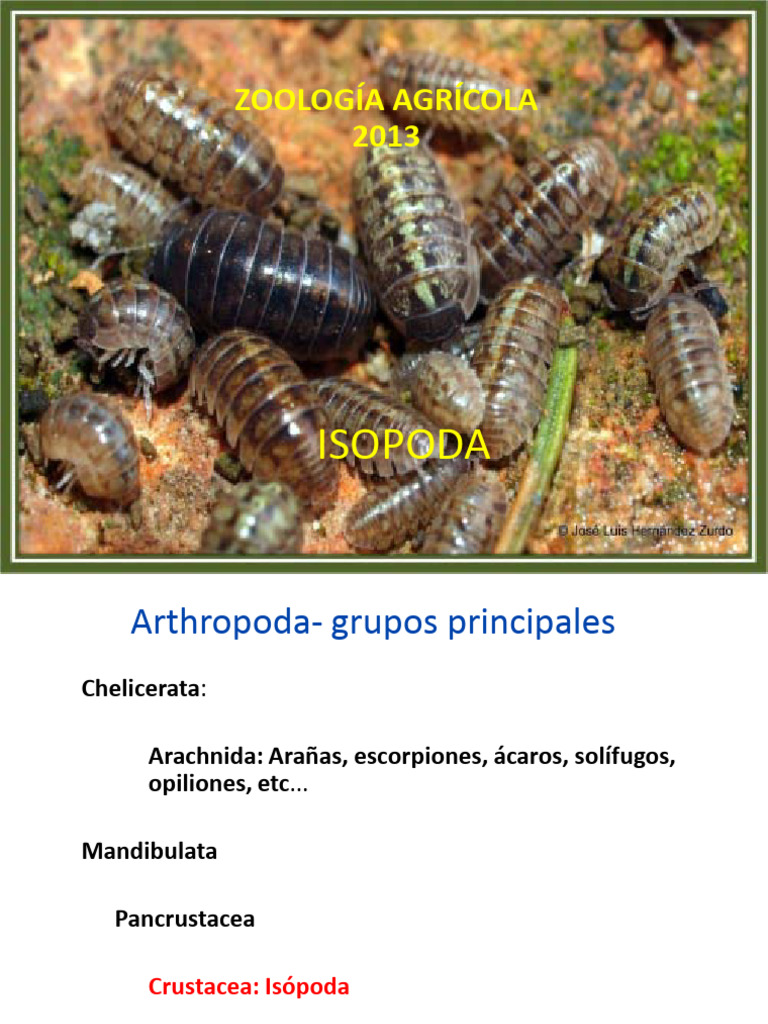 Isópodos y su impacto agrícola | PDF | Crustáceo | Artrópodos