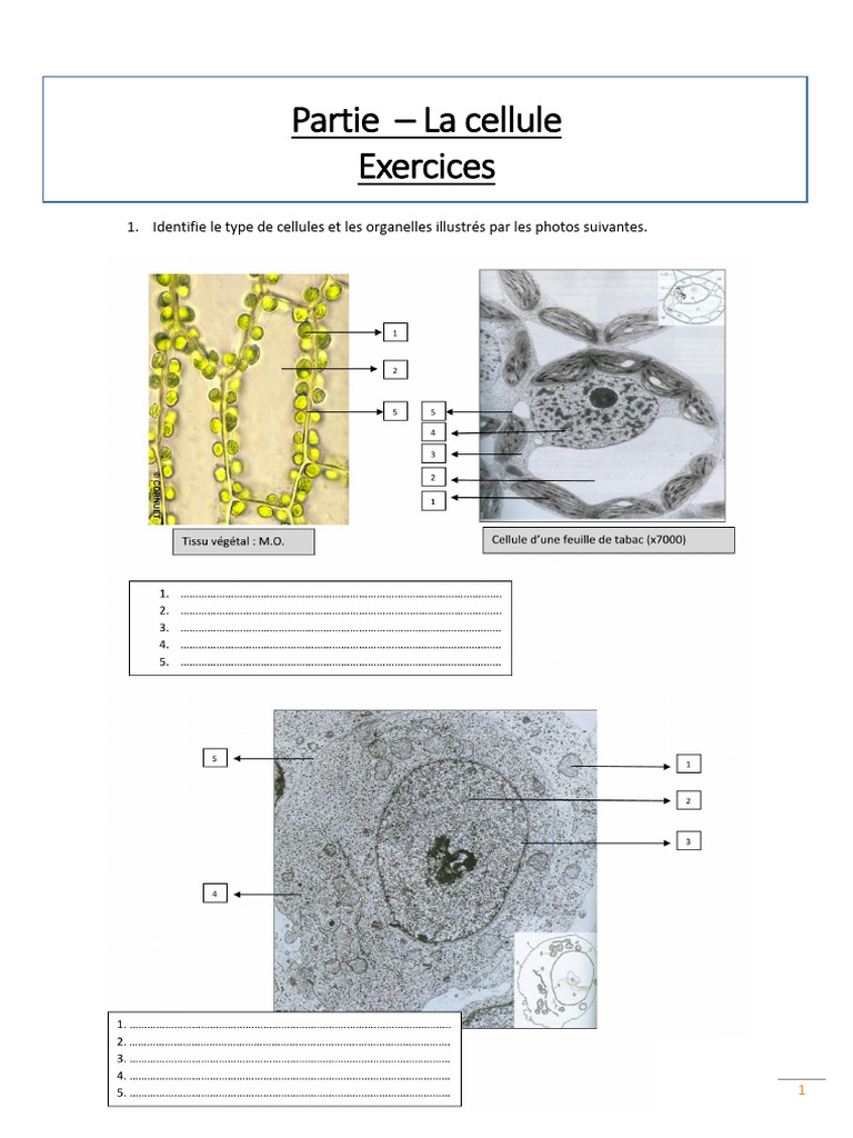 Exercices sur la cellule et son organisation | PDF | Cellule (Biologie ...