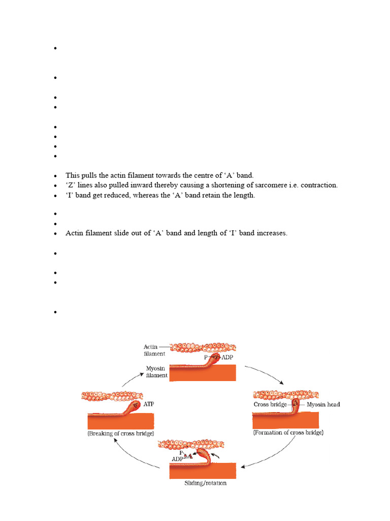 Mechanism of Muscle Contraction | PDF