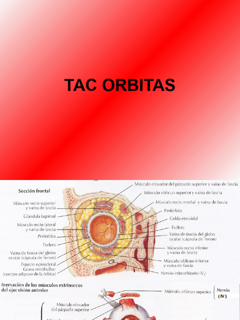 Protocolo TAC para Anatomía Facial y Orbital | PDF | Anatomía de los ...