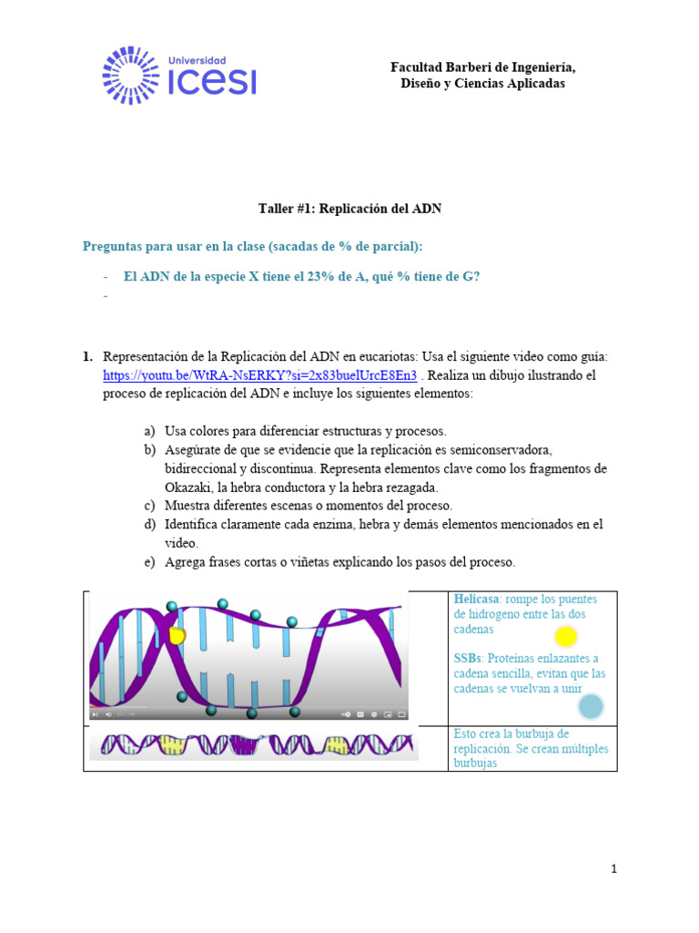 Taller sobre Replicación del ADN en Eucariotas | PDF | Replicación De ...