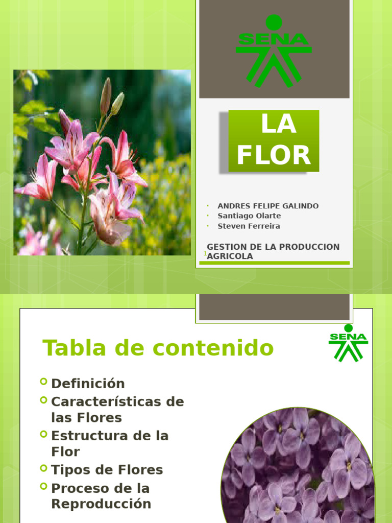 Características y Estructura de la Flor | PDF | Flores | Polinización