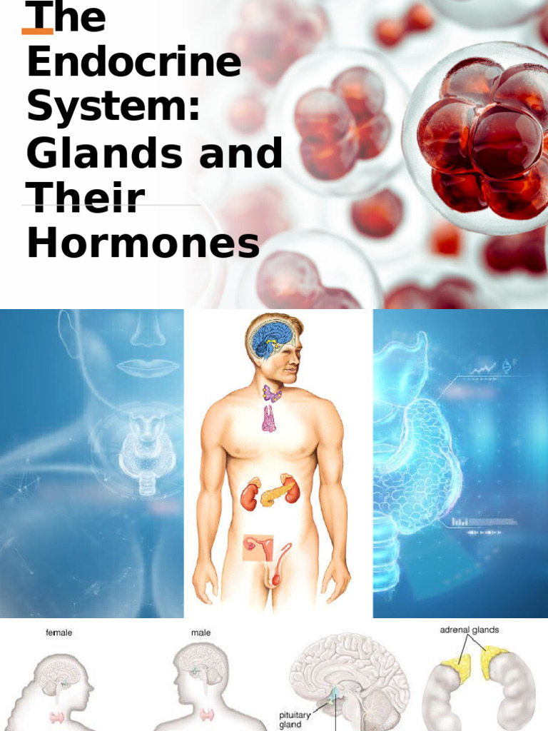 Lesson 1 The Endocrine System | PDF