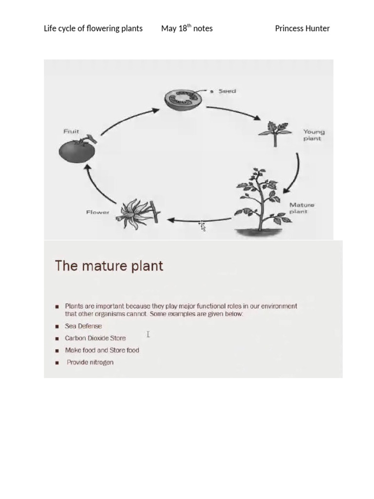 Flowering Plants Life Cycle Explained | PDF