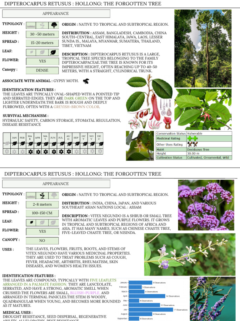 Dipterocarpus Retusus & Vitex Negundo Overview | PDF | Trees | Leaf