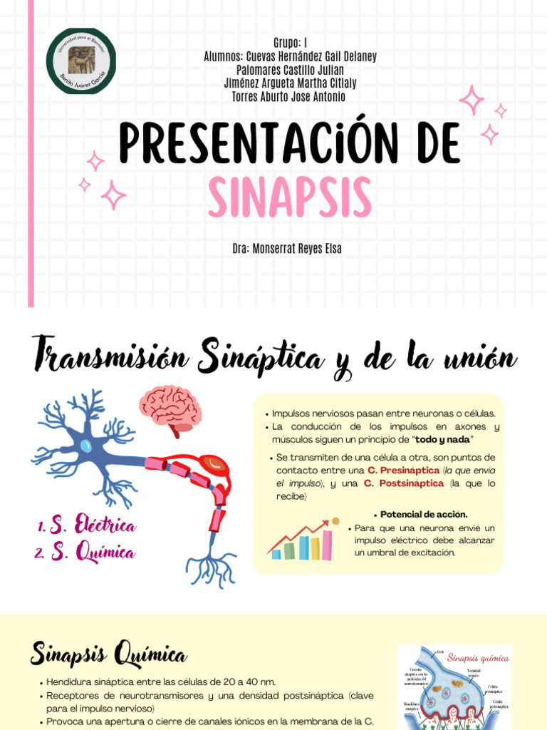 Sinapsis: Transmisión Nerviosa y Tipos | PDF | Sinapsis | Sinapsis química
