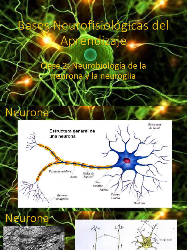 Neurofisiología del Aprendizaje y Neuronas | PDF | Sinapsis | Neurona
