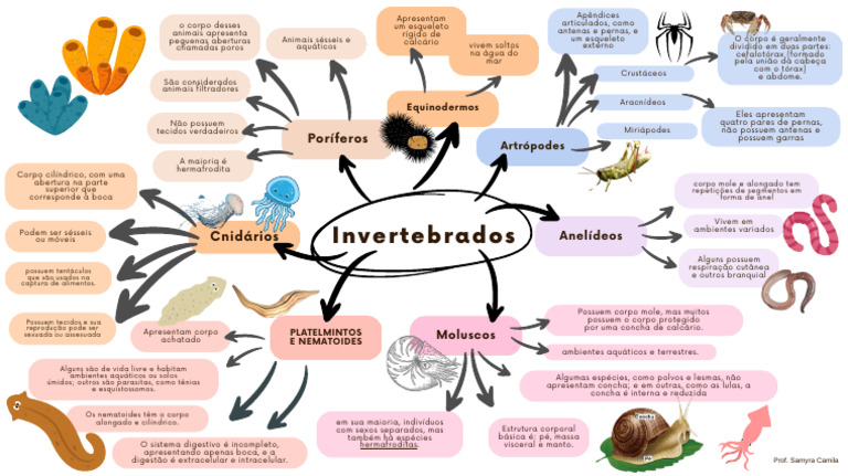 Classificação dos Animais Invertebrados | PDF | Moluscos | Zoologia