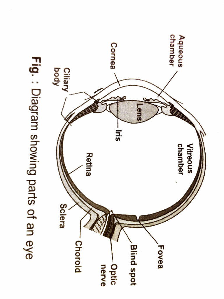 Diagram of Human Eye Anatomy | PDF | Eye | Retina
