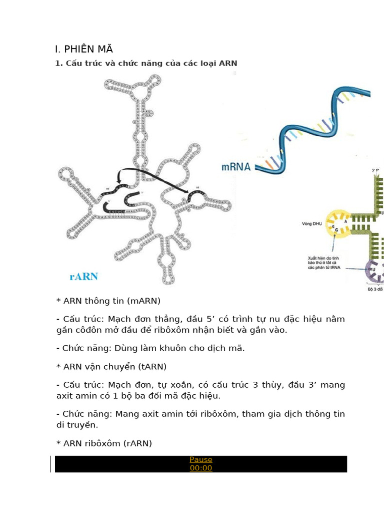 I. Phiên Mã: 1. Cấu trúc và chức năng của các loại ARN | PDF