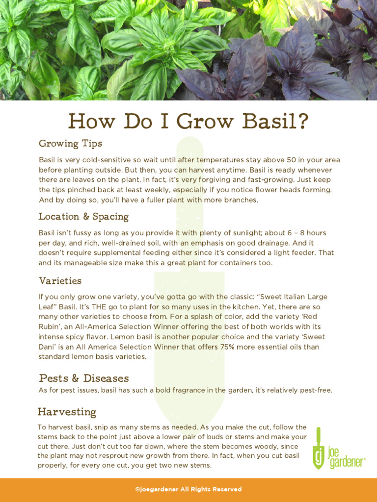 Essential Guide to Growing Basil | PDF