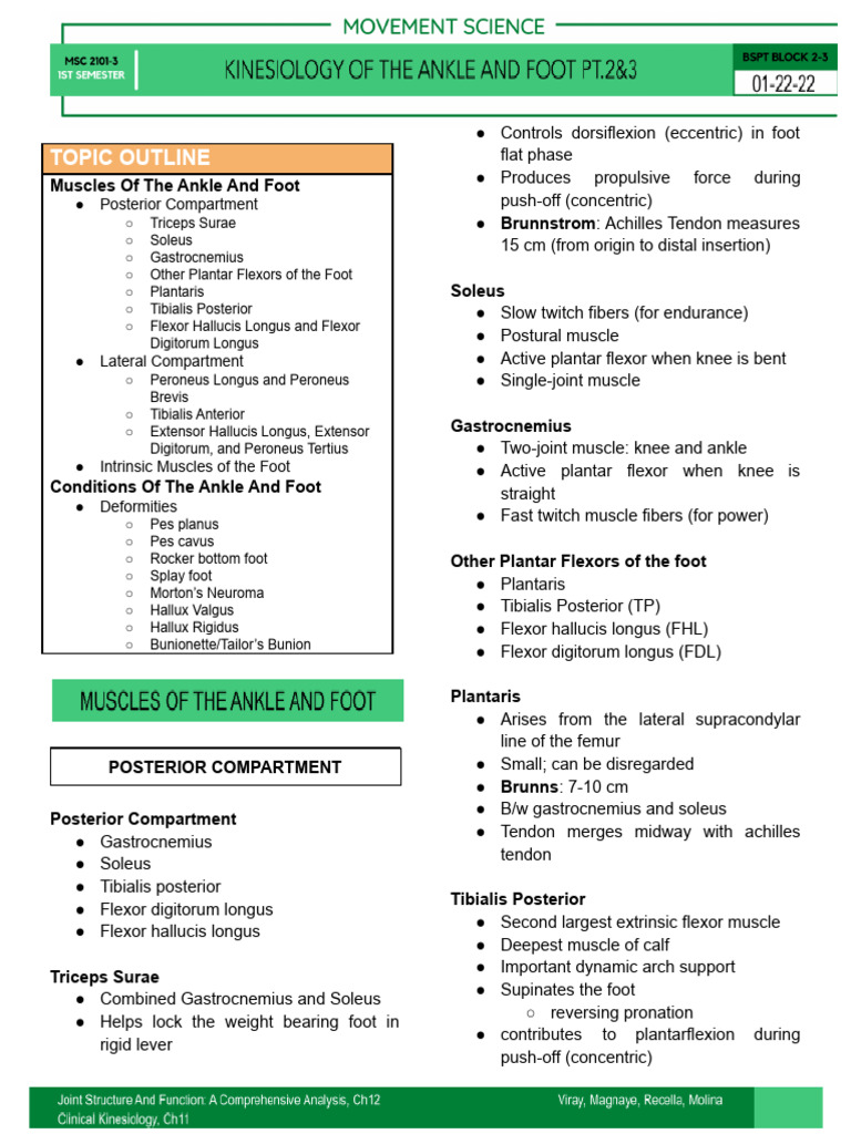 Kinesiology of Foot Muscles and Conditions | PDF | Foot | Soft Tissue