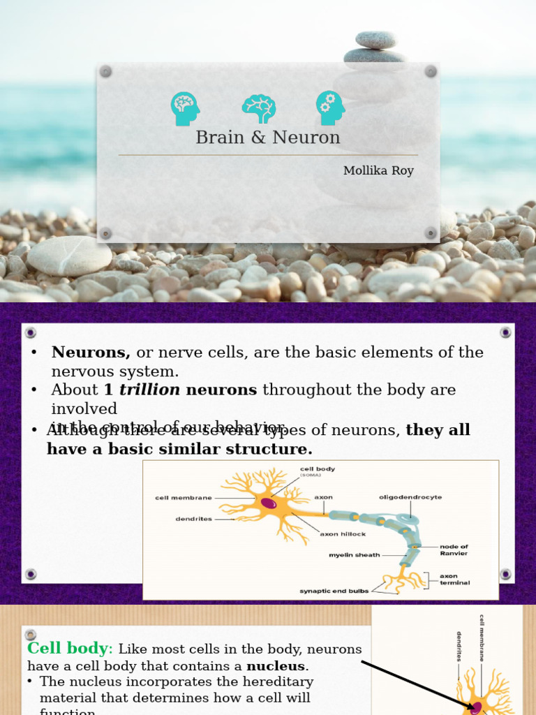 Understanding Neurons and the Brain | PDF | Neuron | Axon