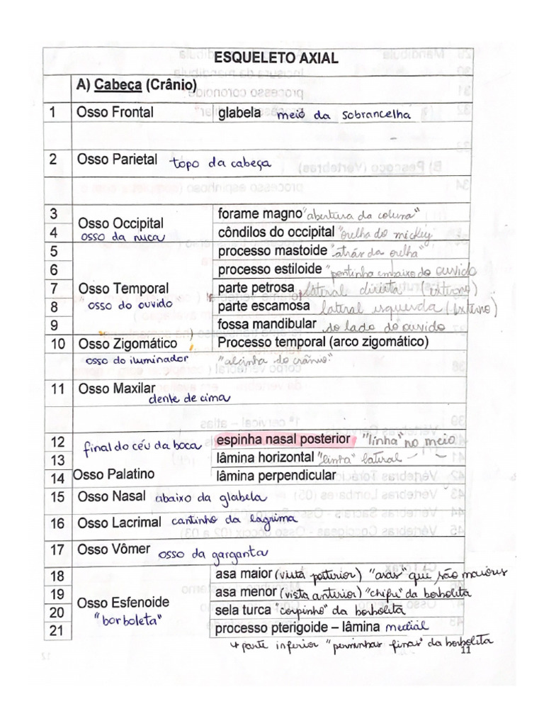 Anatomia Ossos 1 Pdf