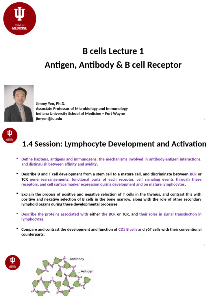 HD 1.4 B Cells Lecture 1 - Antigen, Antibody and B Cell Receptor ...