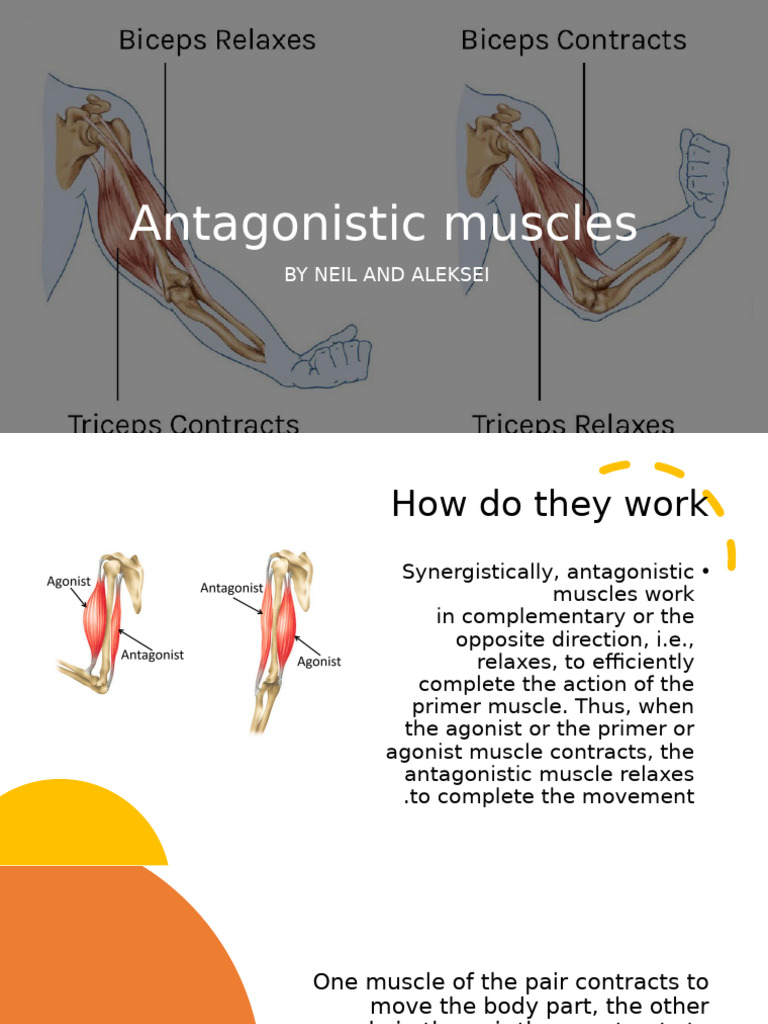 Understanding Antagonistic Muscle Pairs | PDF