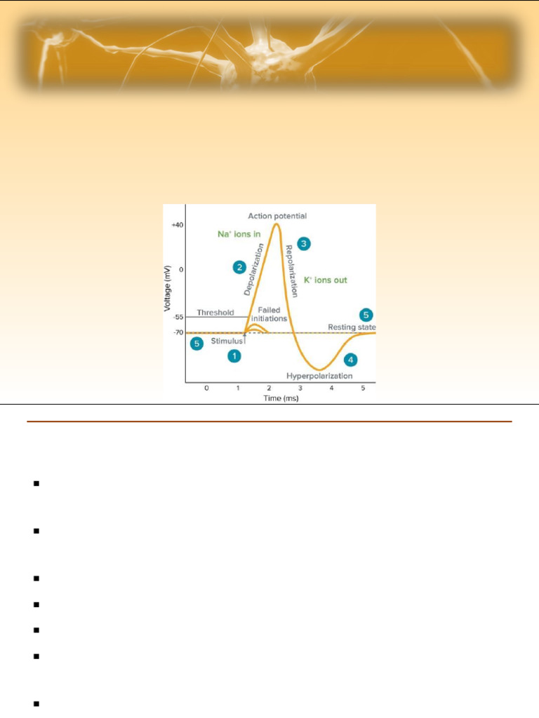 Nerve Impulse Mechanisms Explained | PDF | Action Potential ...