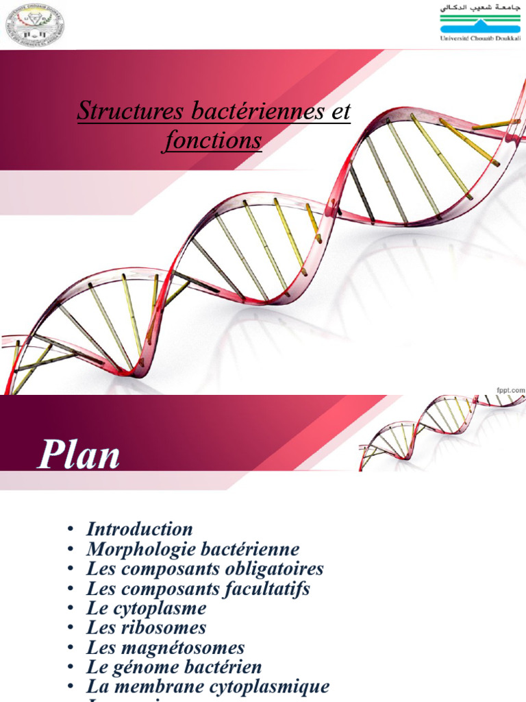 Structure et Fonction des Bactéries | PDF | Bactérie | Membrane cellulaire
