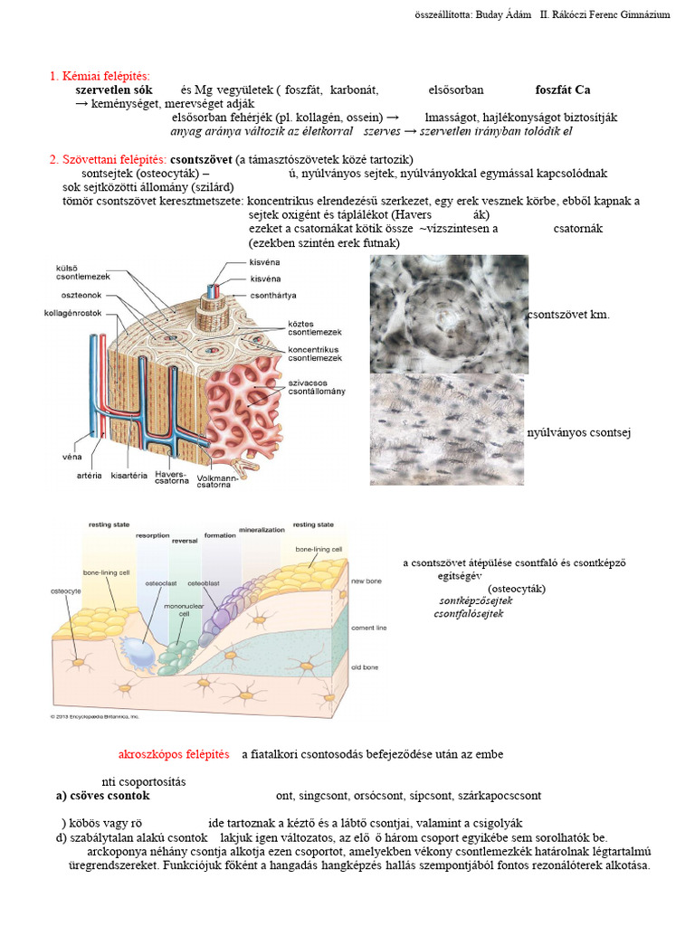 Csontok-Csontváz | PDF