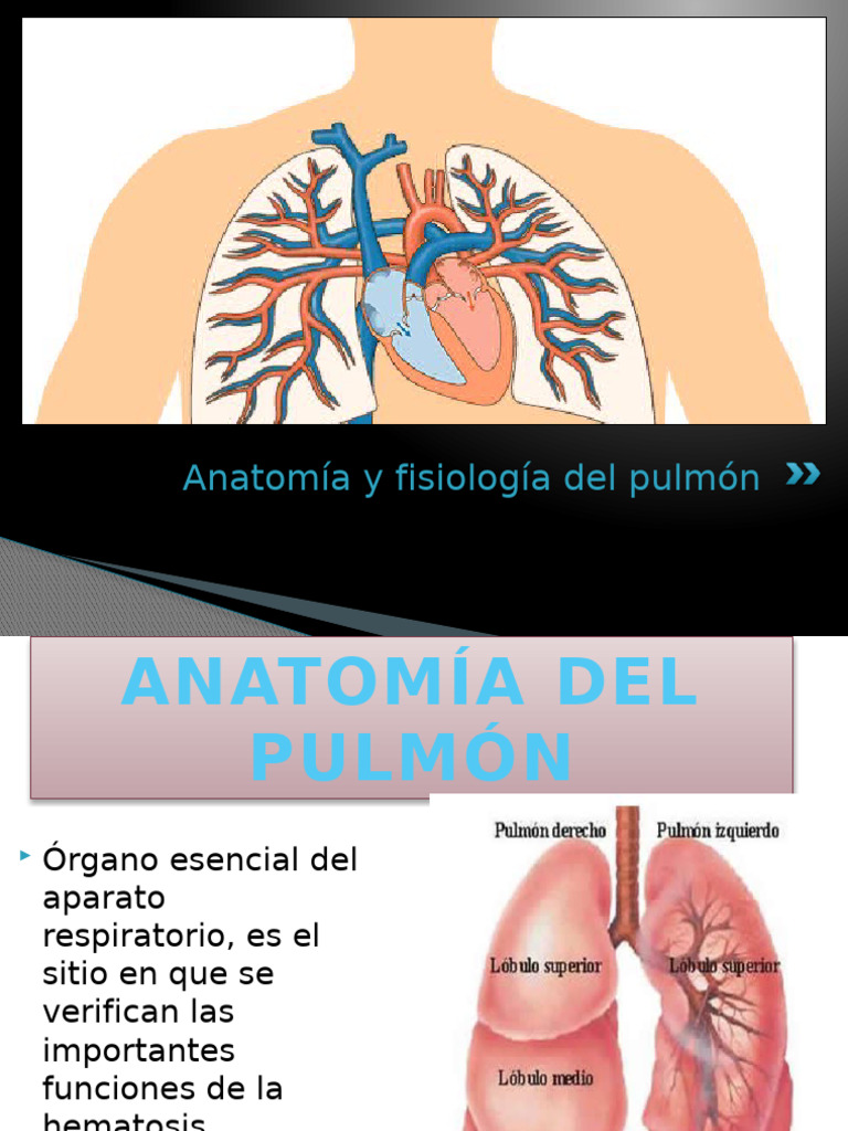 Anatomía y Fisiología del Pulmón | PDF | Pulmón | Vena