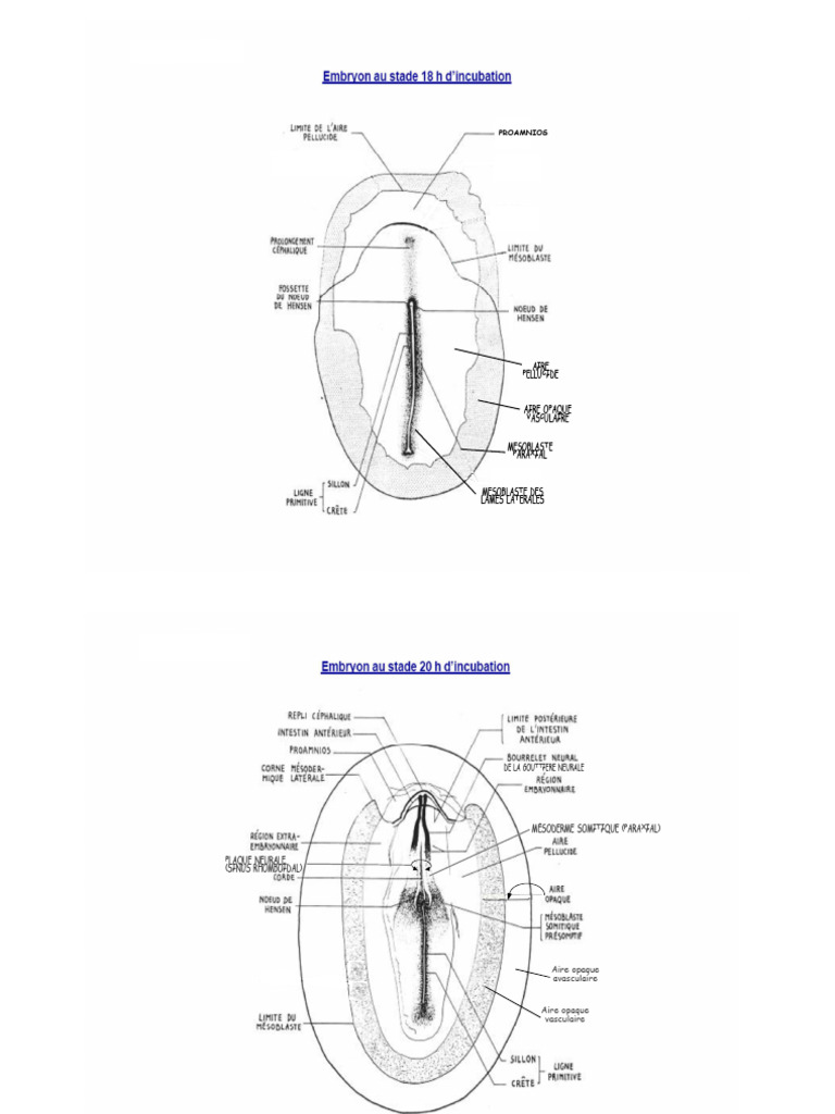 Mésoderme Paraxial et Développement Embryonnaire | PDF | Anatomie ...