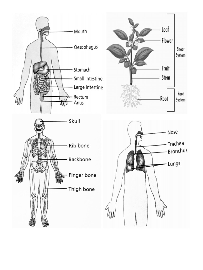 Science Diagram | PDF