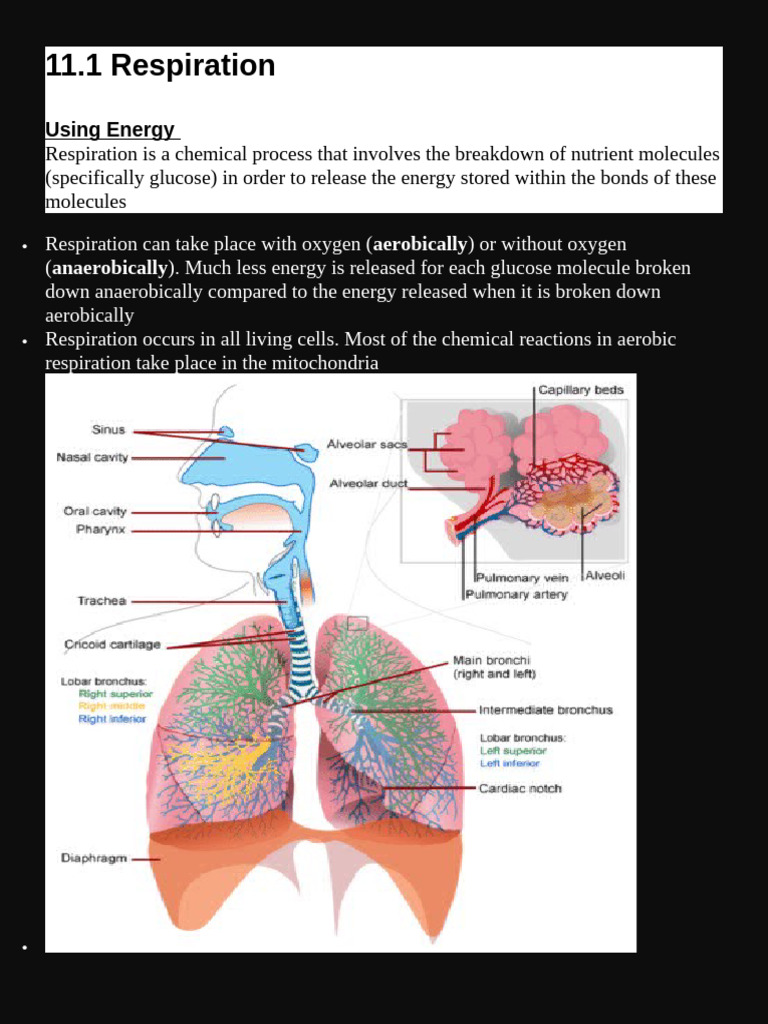 Aerobic and Anaerobic Respiration Explained | PDF | Cellular ...