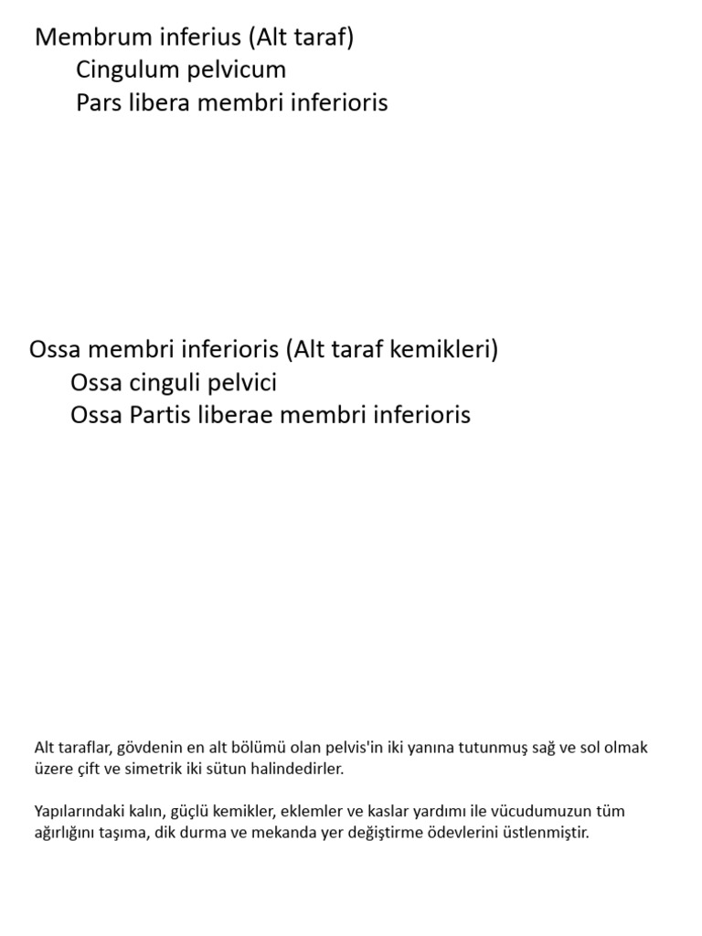 Alt Ekstremite Kemikleri | PDF