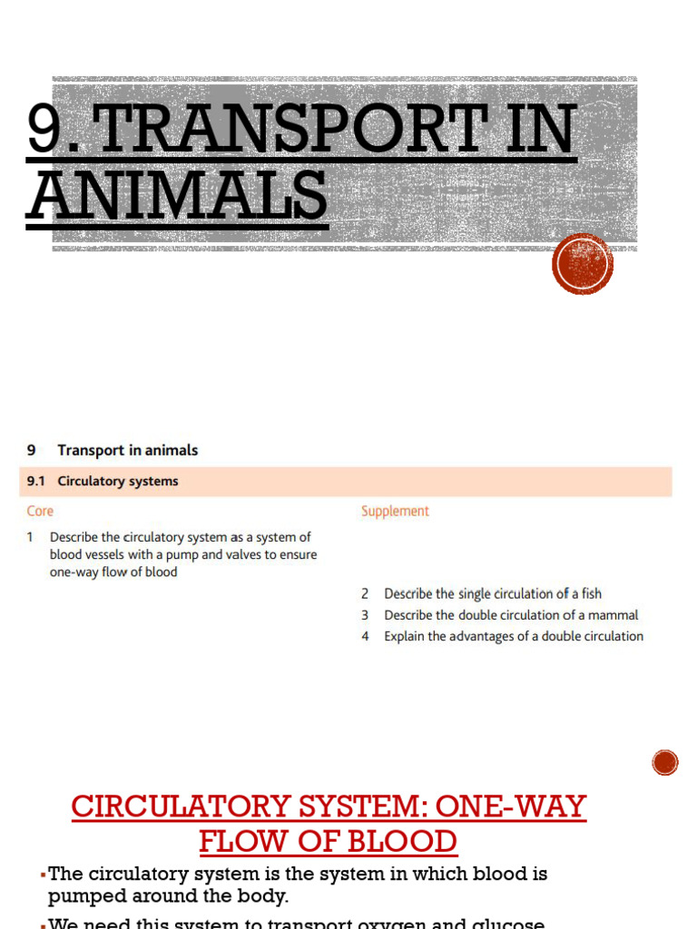 Transport in Animals | PDF | Heart Valve | Heart