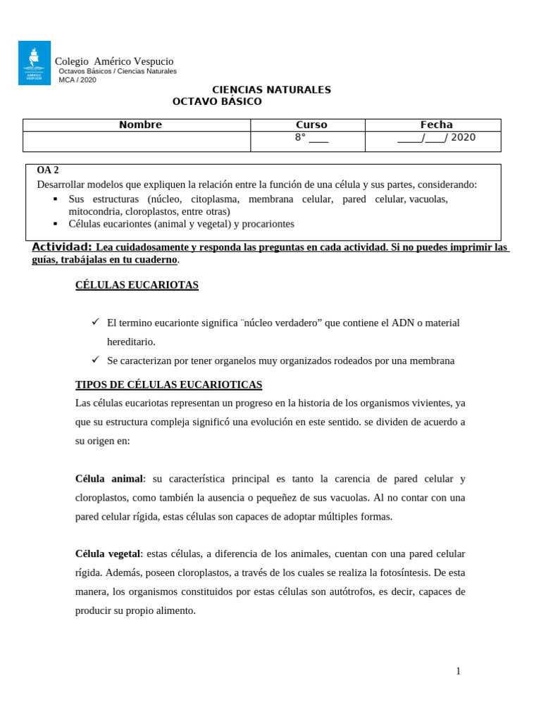 Estructura y Función de Células Eucariotas | PDF | Citoplasma ...