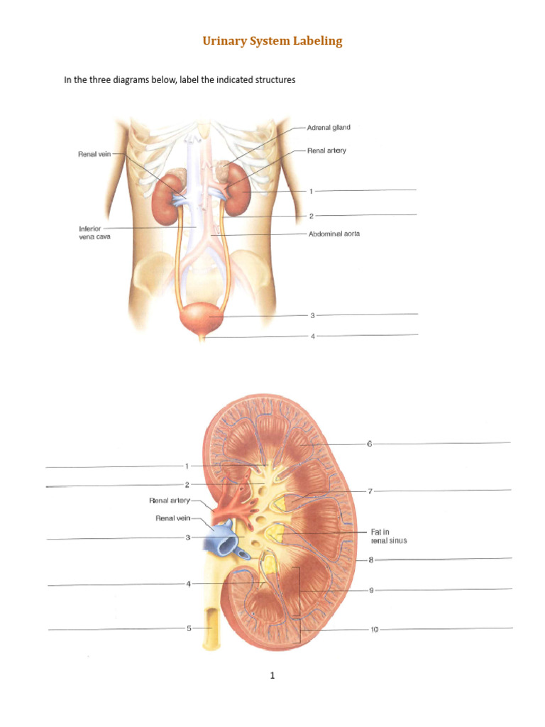Urinary System Diagram Labeling Guide | PDF