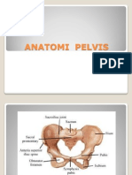 Anatomi Pelvis