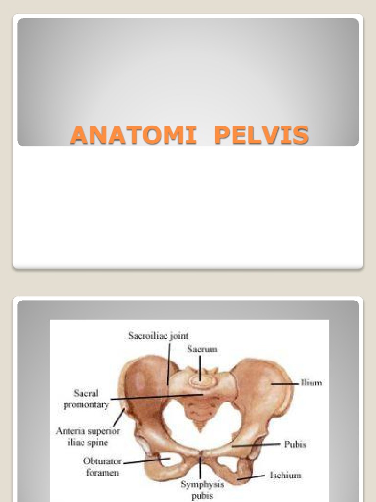 Anatomi Pelvis PDF