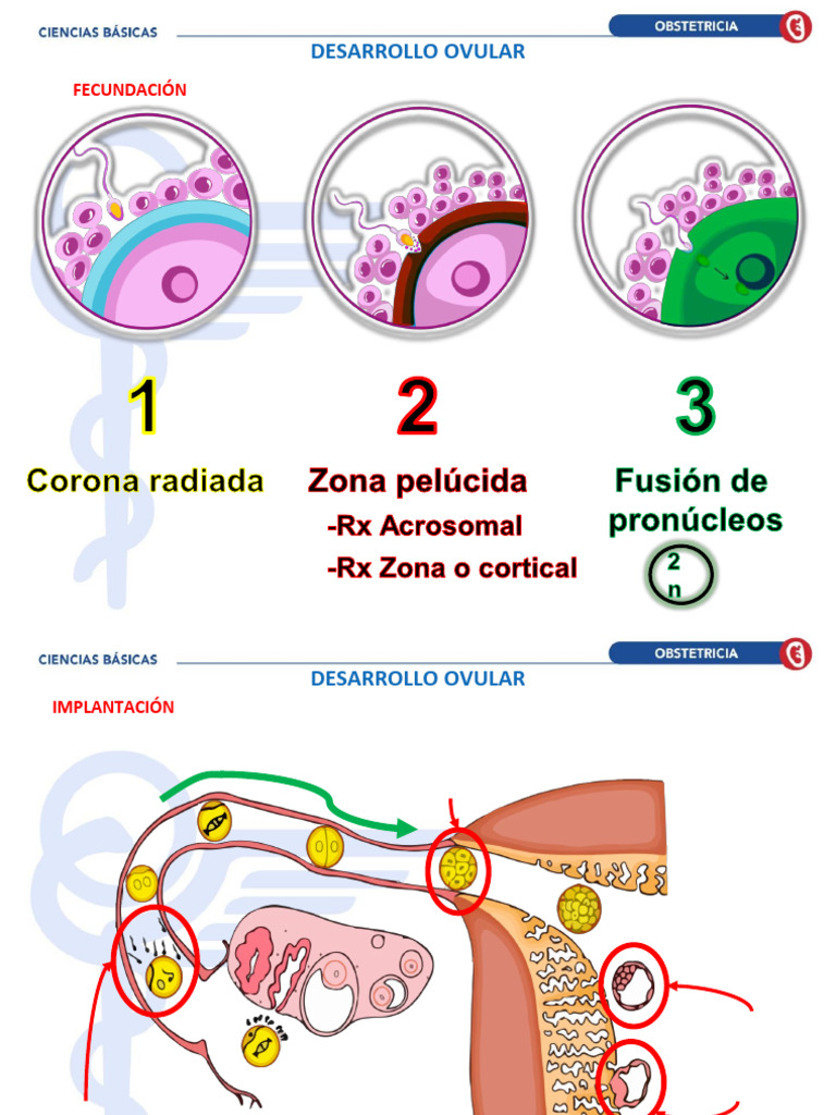 CCBB - OBSTETRICIA - 3. Desarrollo Ovular - Fisiología | PDF