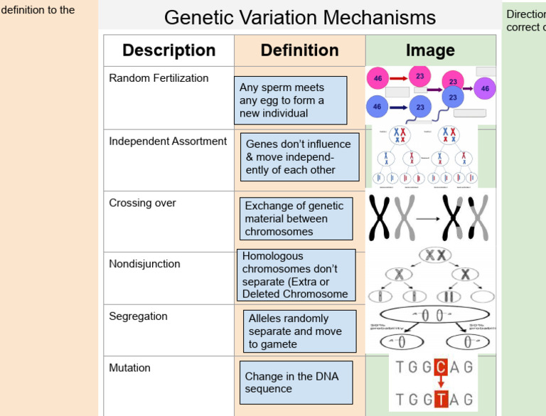 Genetic Mechanisms Drag and Drop Activity | PDF