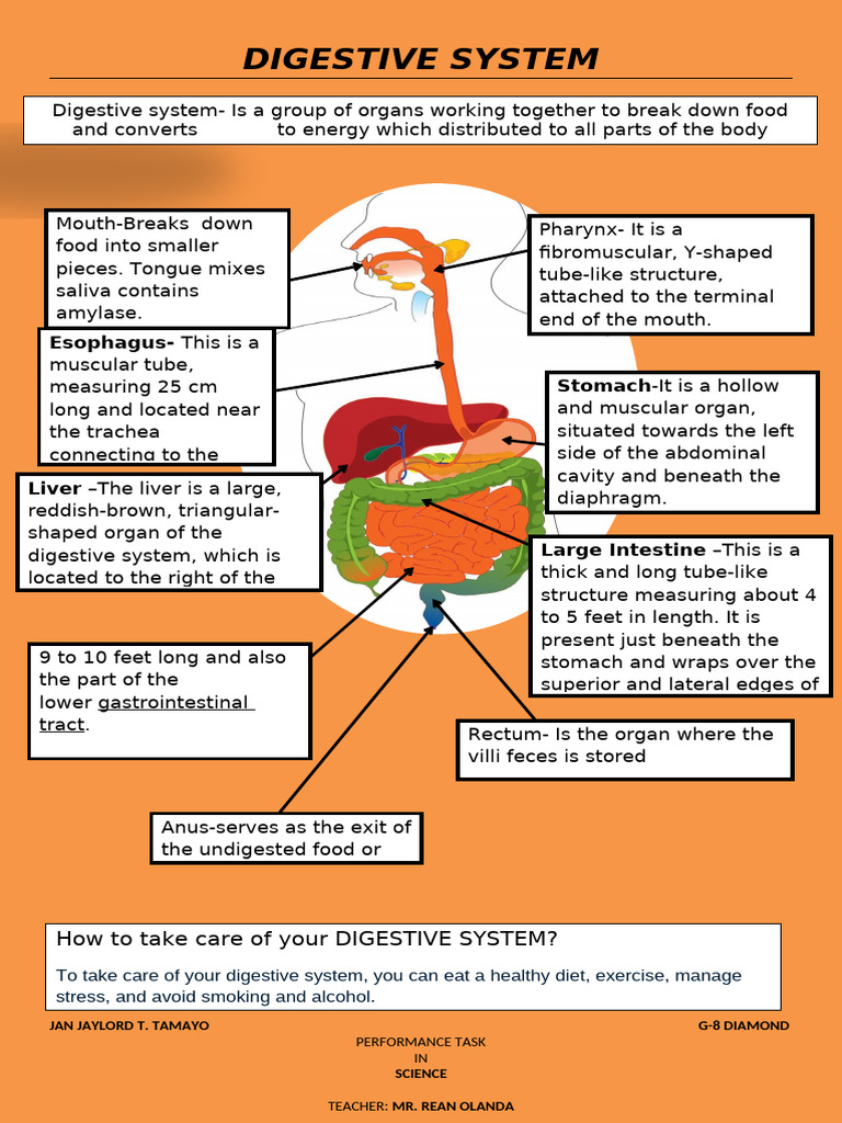 Digestive System Care Tips | PDF | Human Digestive System ...