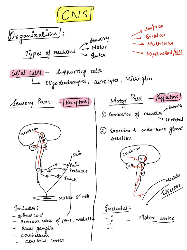 CNS (Physiol 2 | PDF