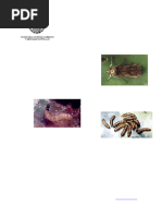 Tratamiento de picaduras de arlomo | PDF | Hogar, jardinería y ...