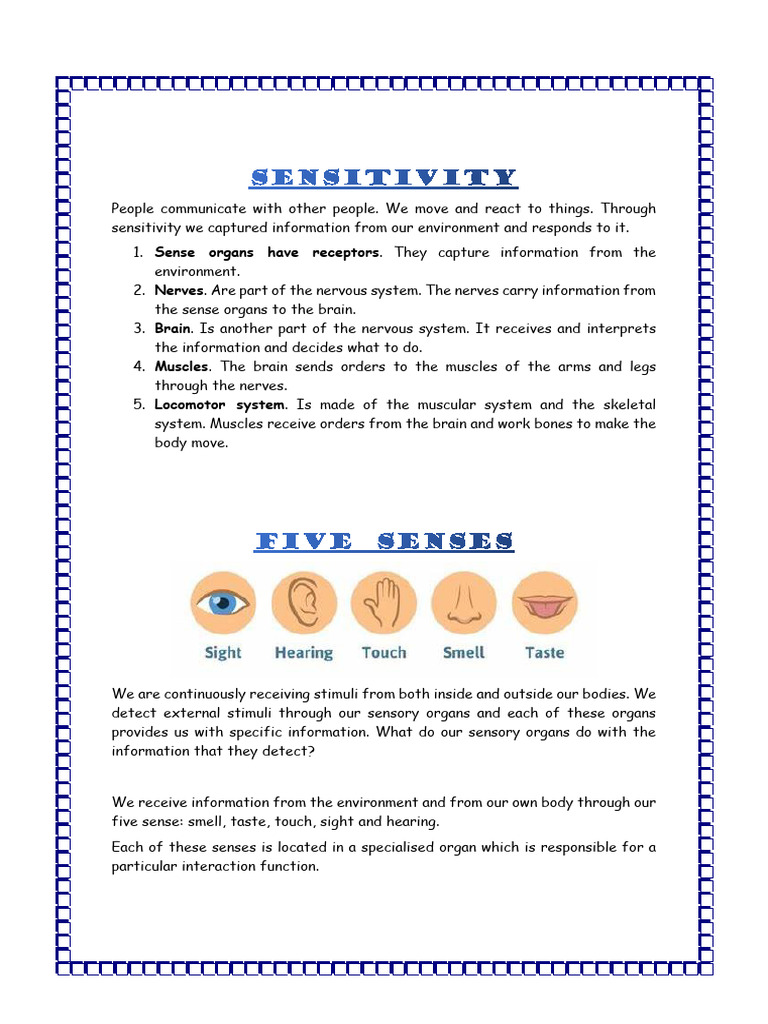 Understanding Human Sensory Systems | PDF | Senses | Nervous System